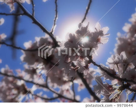 Cherry light 9978644