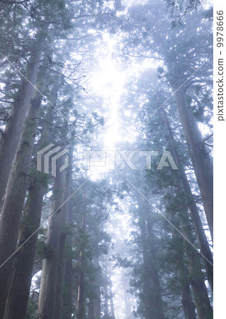 箱根的杉並樹 箱根的杉並樹 9978666