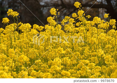 Nayama Rape Flower Festival 9978670