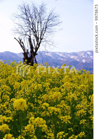 Nayama Rape Flower Festival 9978673