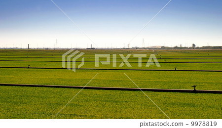 Where The Grass Is Growing Where The Grass Is Growing 9978819