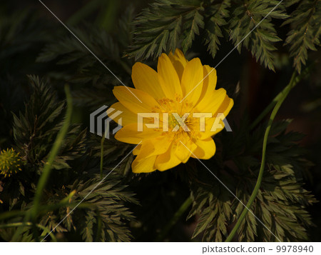 Fukujuu yellow flower Fukujuu yellow flower 9978940