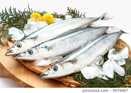 Autumn sweet raw saury white background 9979067