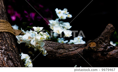 樹邊的蝴蝶蘭 樹邊的蝴蝶蘭 9979467