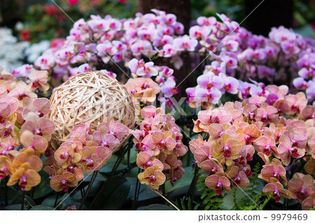 蝴蝶蘭與竹籠 9979469