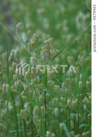 一朵小花朵朵。 9979483