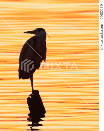 Aso-silhouette standing on the lake side of the evening sun Aso-silhouette standing on the lake side of the evening sun 9980089