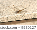 Dragonfly  9980127