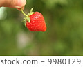 Strawberries picked 9980129