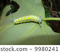 Asagimadara larva 9980241