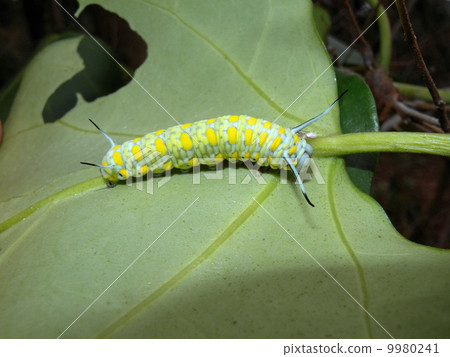 Asagimadara larva Asagimadara larva 9980241