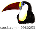 White-tailed bean 9980253