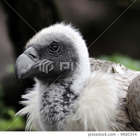 Griffon Vulture 9980354
