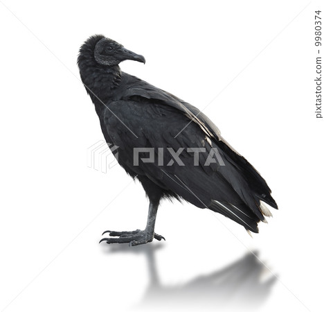 Black vulture (Coragyps atratus) Black vulture (Coragyps atratus) 9980374