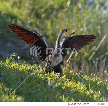 Male American Anhinga 9980381