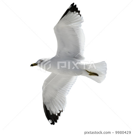 Flying Seagull Flying Seagull 9980429