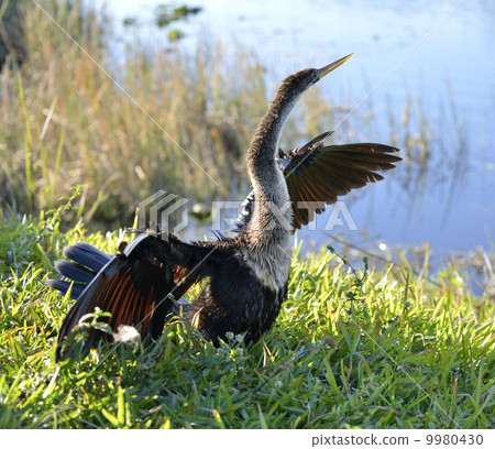 American Anhinga Bird American Anhinga Bird 9980430