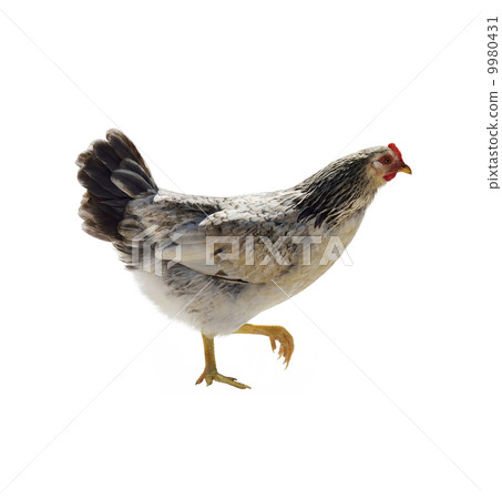 Colorful Hen 9980431