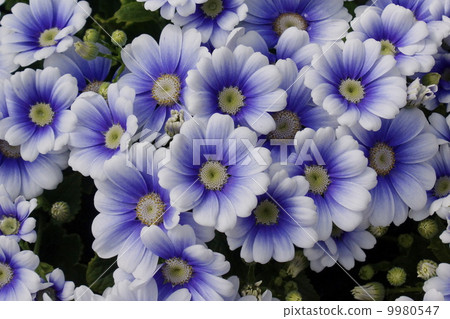 Cineraria 04 Cineraria 04 9980547