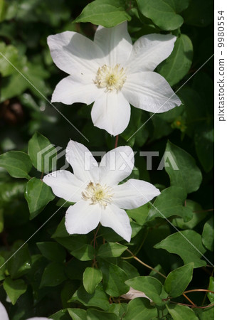 Clematis white iron wire (Towen) Clematis white iron wire (Towen) 9980554