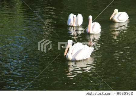 Momoiro Pelicans Momoiro Pelicans 9980568