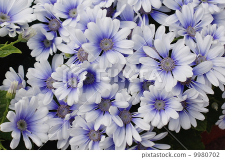 Cineraria 06 Cineraria 06 9980702