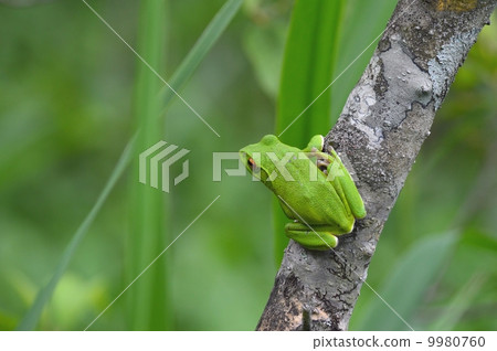 Moria鷗青蛙 Moria鷗青蛙 9980760