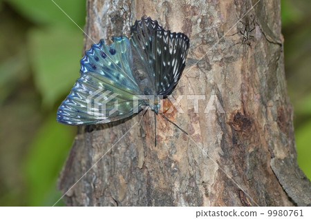 Seminakashi蝴蝶 9980761