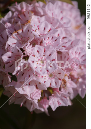 It is also called Calmier alias American Kisakusa. 9981142