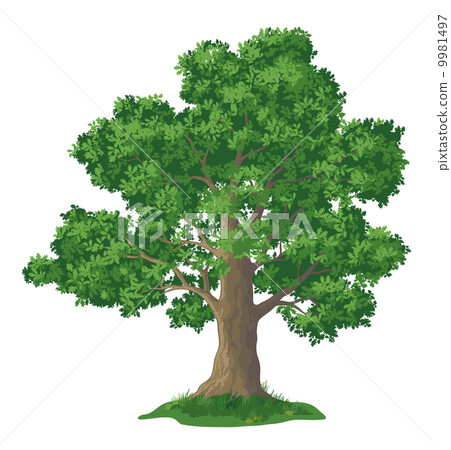 Oak tree and green grass 9981497