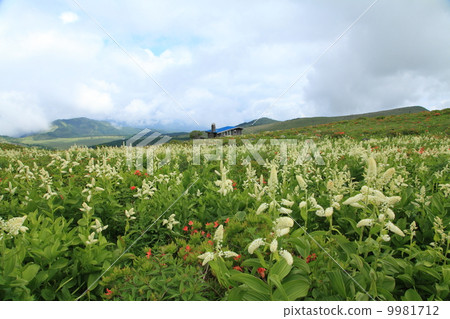 Kobaiskei's blooming Kirigamine 9981712