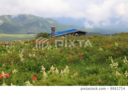 Kobaiskei盛開的Kirigamine 9981714