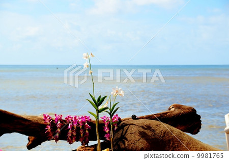 Holidays in Hawaii Holidays in Hawaii 9981765