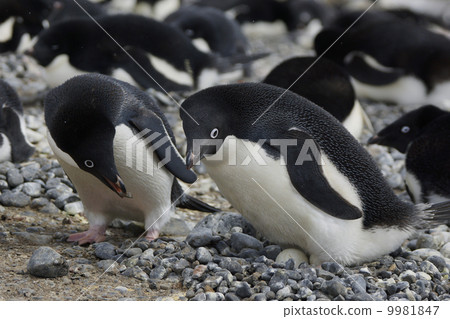阿德利企鵝 9981847