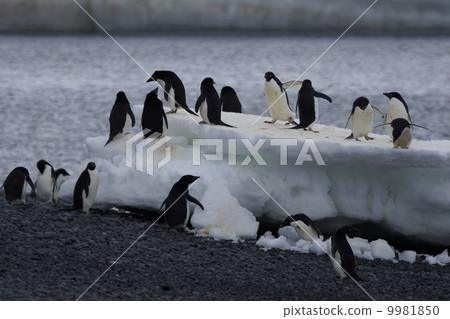 Adelie penguin 9981850
