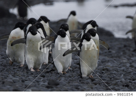Adelie penguin Adelie penguin 9981854