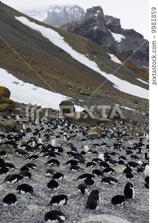 阿德利企鵝 9981859