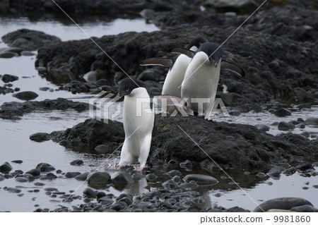 阿德利企鵝 阿德利企鵝 9981860