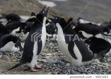Adelie penguin 9981861