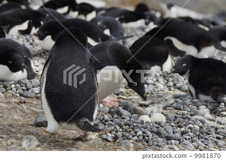 Adelie penguin 9981870