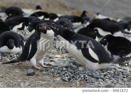 Adelie penguin Adelie penguin 9981872