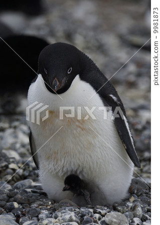 Adelie penguin 9981873
