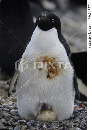 Adelie penguin 9981875
