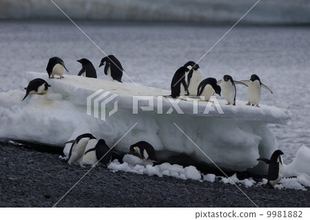 阿德利企鵝 9981882