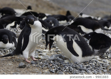 Adelie penguin Adelie penguin 9981883