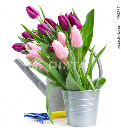 pink   and violet tulips with gardening tools  9982874