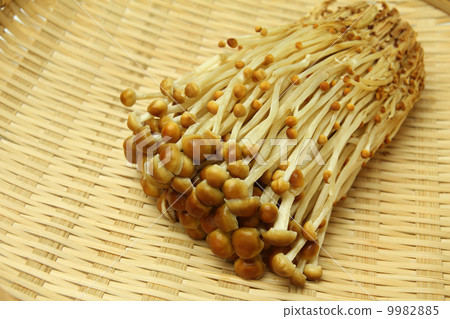 山茶蘑菇 山茶蘑菇 9982885