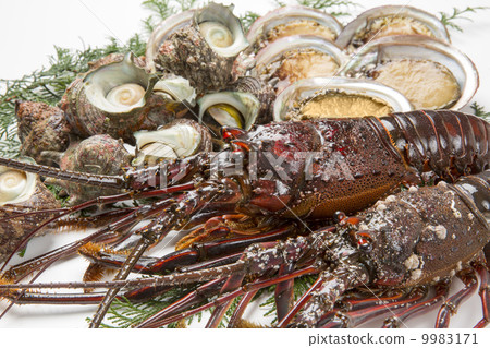 Shrimp Ise, Abalone and Sazae 9983171