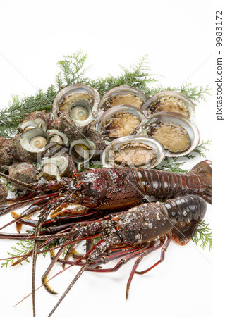 Shrimp Ise, Abalone and Sazae Shrimp Ise, Abalone and Sazae 9983172