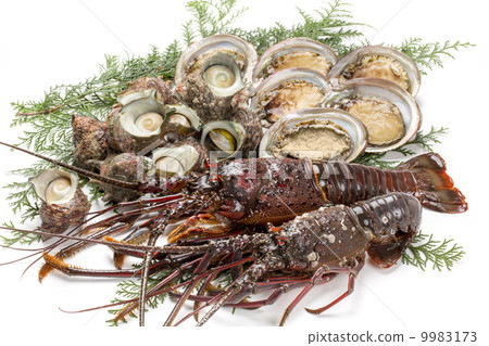 Shrimp Ise, Abalone and Sazae Shrimp Ise, Abalone and Sazae 9983173